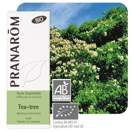 armoede Gastheer van genezen Essentiele olie bio Tea-Tree 10 ml (Pranarôm)